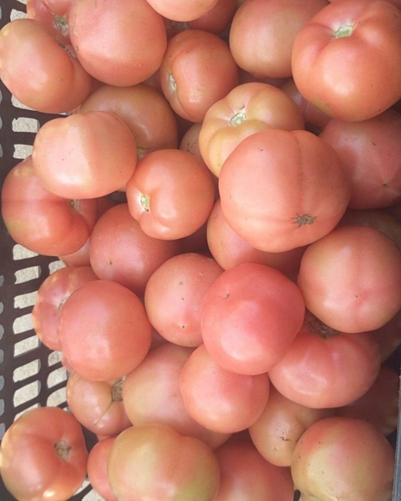 方城县博望镇硬粉精品西红柿🍅，欢迎选购