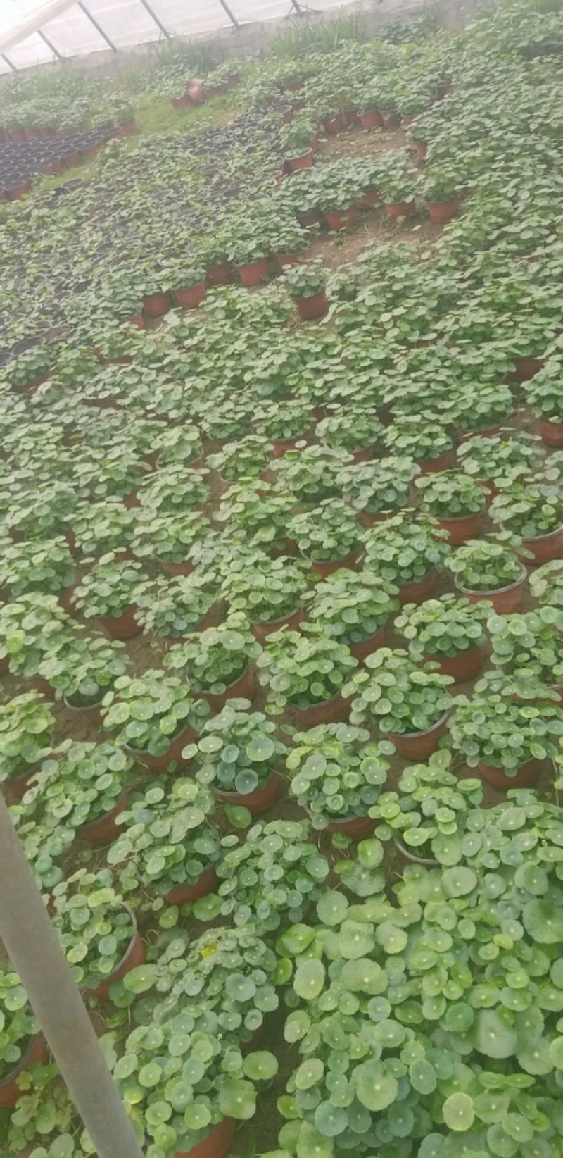 铜钱草，室内绿植，基地直供，可盆栽，可水培