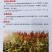 抗四高粱种籽-抗旱抗涝，抗盐碱，积温2650度