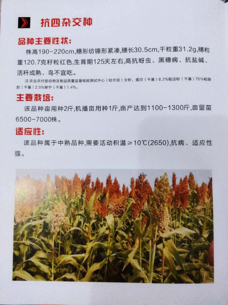 抗四高粱种籽-抗旱抗涝，抗盐碱，积温2650度