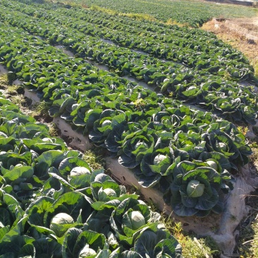 甘蓝留心包大量上市价格触底。
