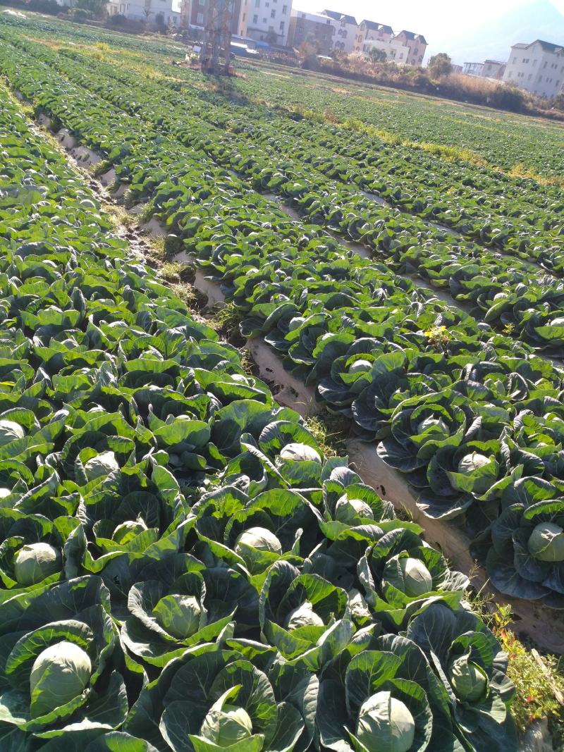 甘蓝留心包大量上市价格触底。