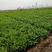 蔬菜水芹菜白嫩脆百亩种植基地长年都有供应