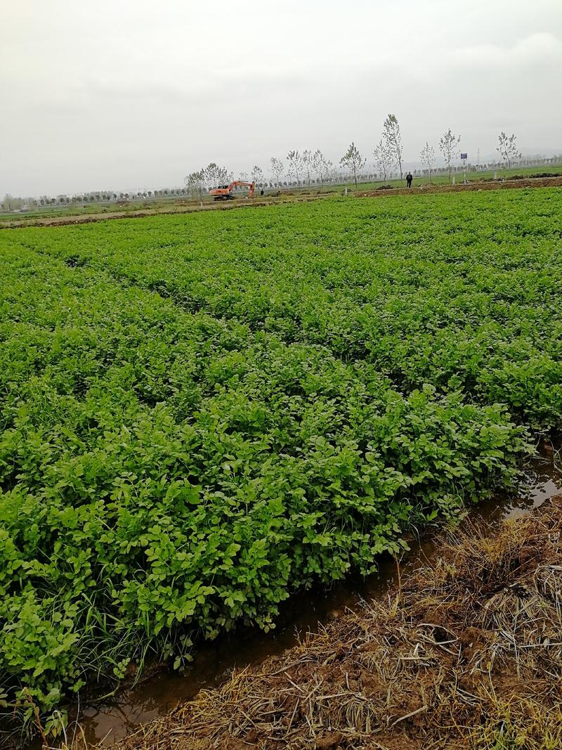 蔬菜水芹菜白嫩脆百亩种植基地长年都有供应