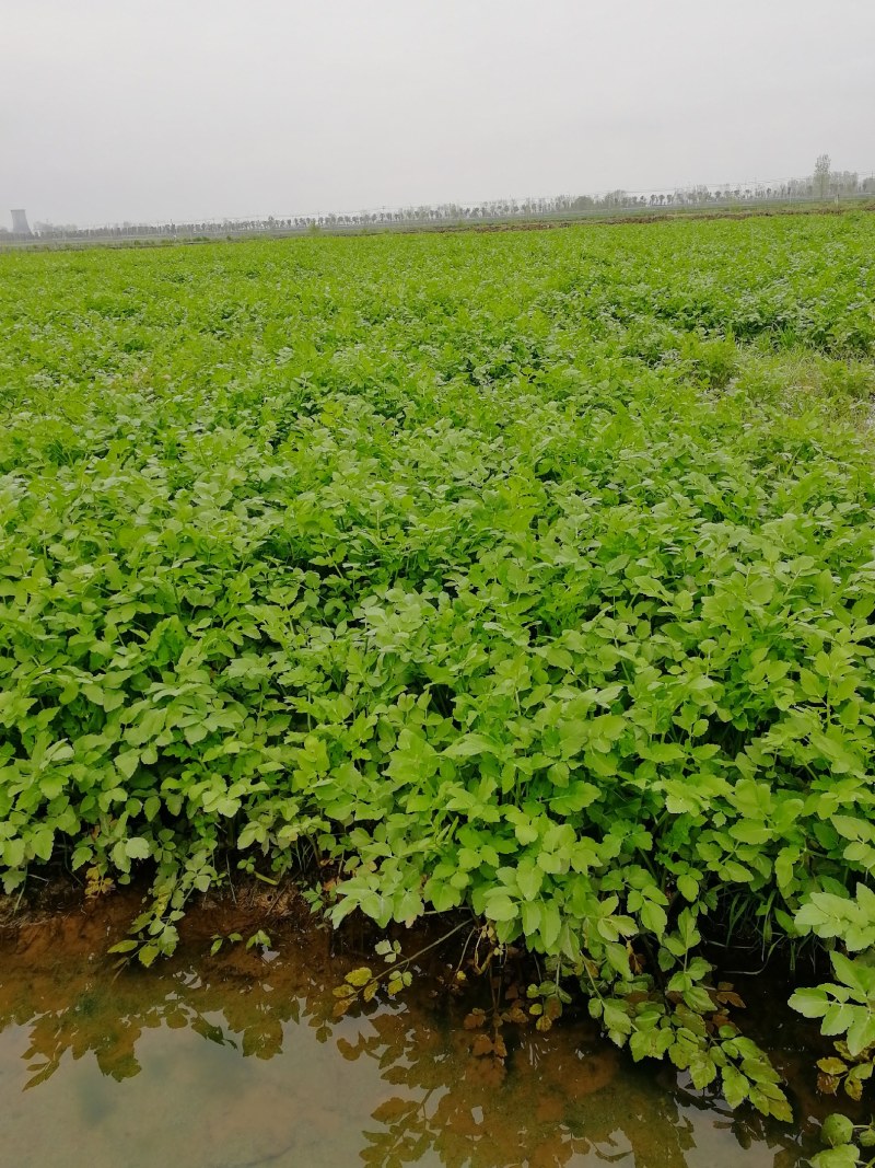 蔬菜水芹菜白嫩脆百亩种植基地长年都有供应
