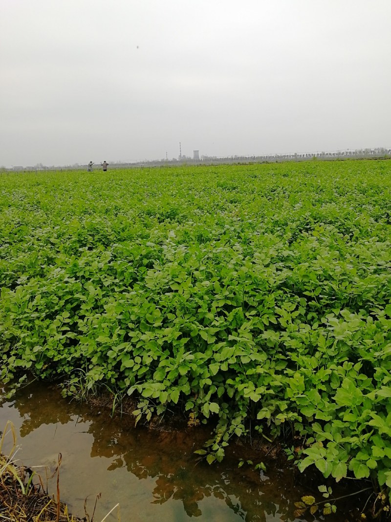 蔬菜水芹菜白嫩脆百亩种植基地长年都有供应