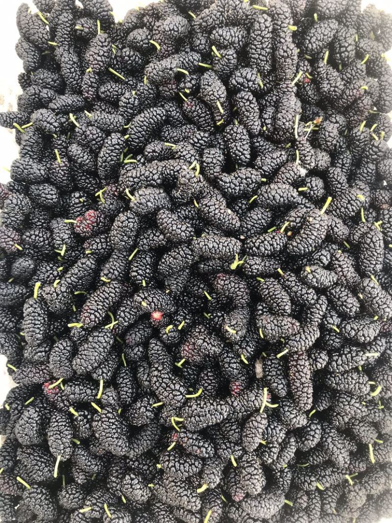 桑葚摇果，熟果，小果