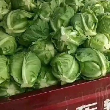 牛心包菜，颜色绿，口感好，新鲜无比，现砍现装……
