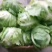 牛心包菜，颜色绿，口感好，新鲜无比，现砍现装……