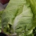 牛心包菜，颜色绿，口感好，新鲜无比，现砍现装……