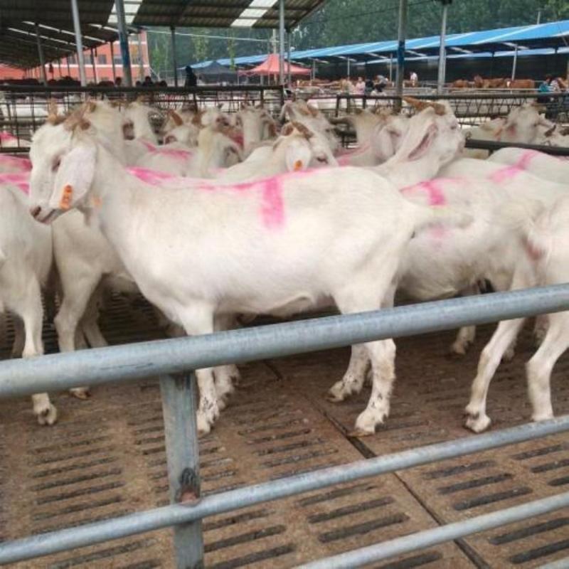 美国白山羊白山羊繁殖率高，耐粗饲，抗病能力强