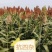 抗四高粱种籽-抗旱抗涝，抗盐碱，积温2650度