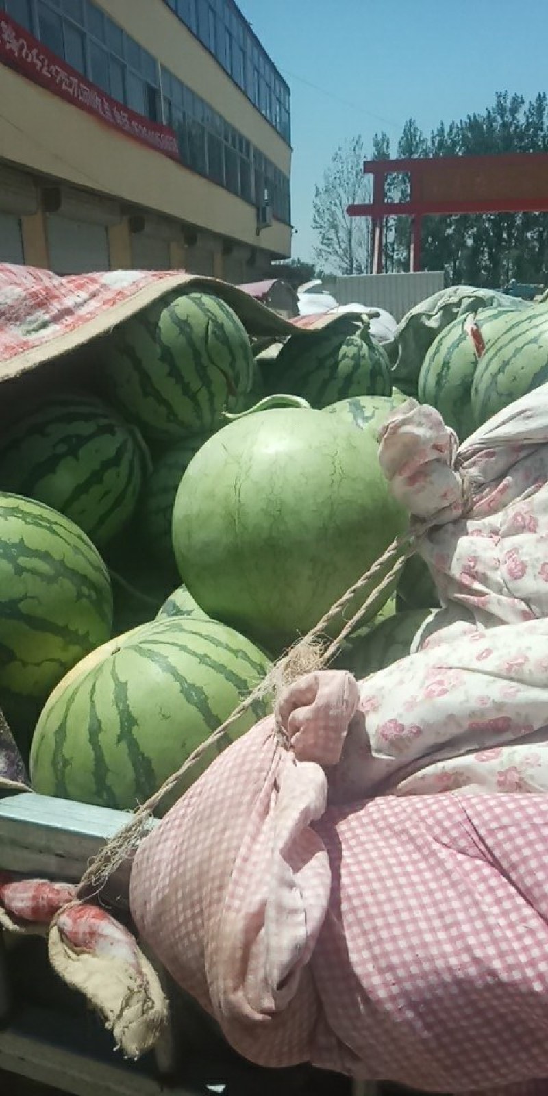 精品8424西瓜