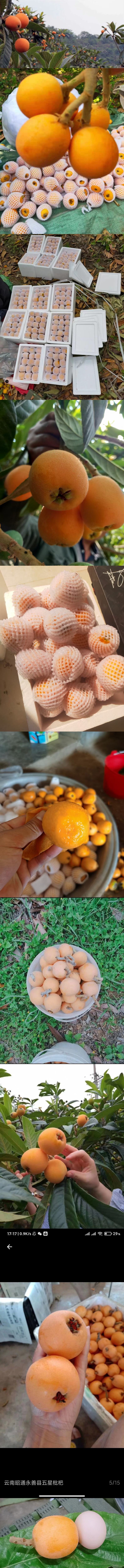 云南昭通永善大五星枇杷