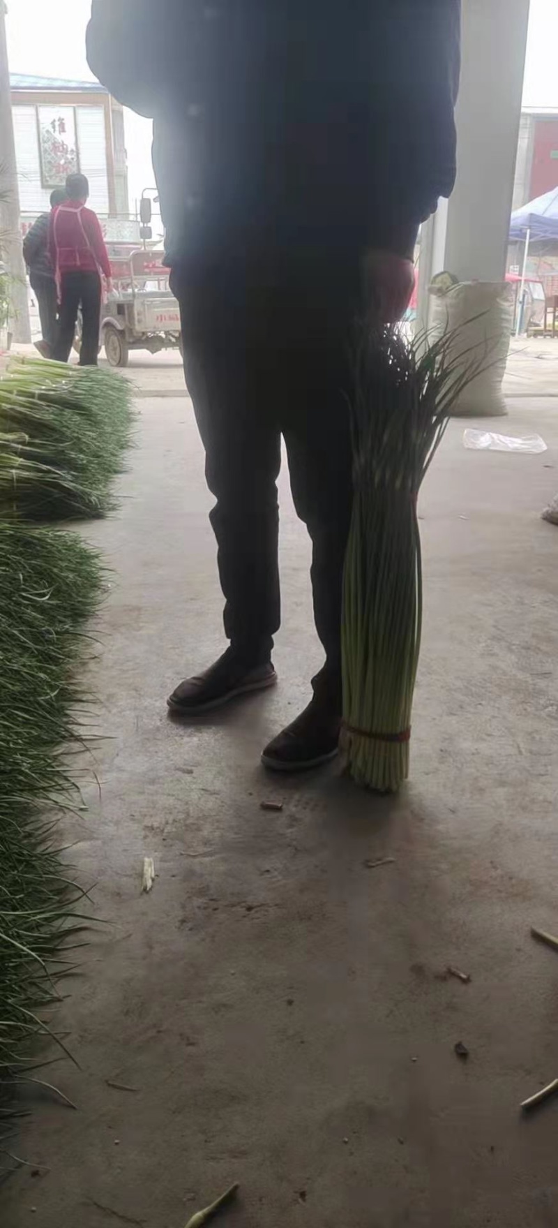 【牛商推荐】河南蒜‘薹白帽蒜苔大量现货供应诚信经营