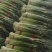 【牛商推荐】河南蒜‘薹白帽蒜苔大量现货供应诚信经营
