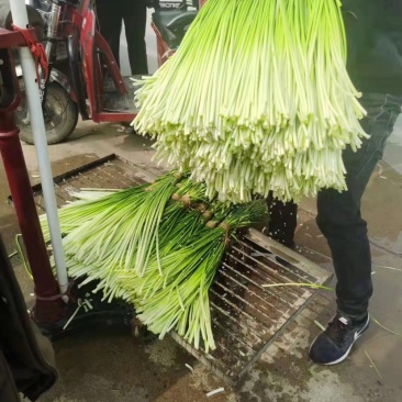【牛商推荐】河南蒜‘薹白帽蒜苔大量现货供应诚信经营