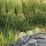 【牛商推荐】河南蒜‘薹白帽蒜苔大量现货供应诚信经营