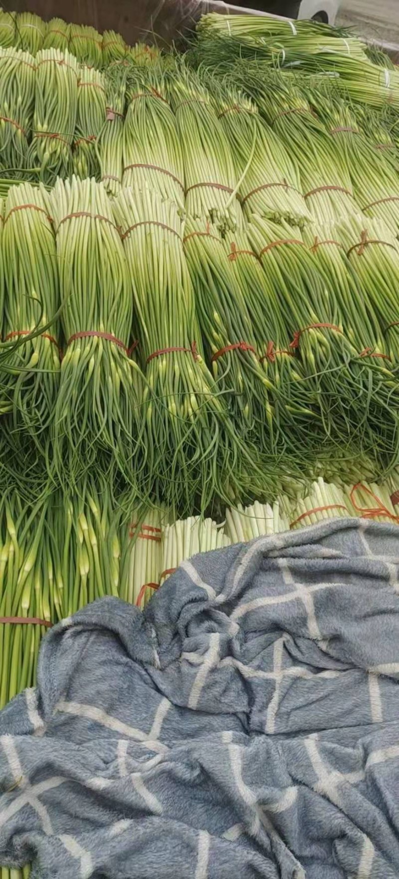 【牛商推荐】河南蒜‘薹白帽蒜苔大量现货供应诚信经营