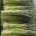 【牛商推荐】河南蒜‘薹白帽蒜苔大量现货供应诚信经营