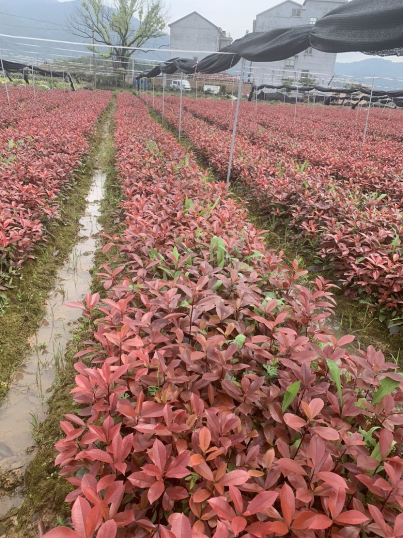 供应红叶石楠地栽秧苗