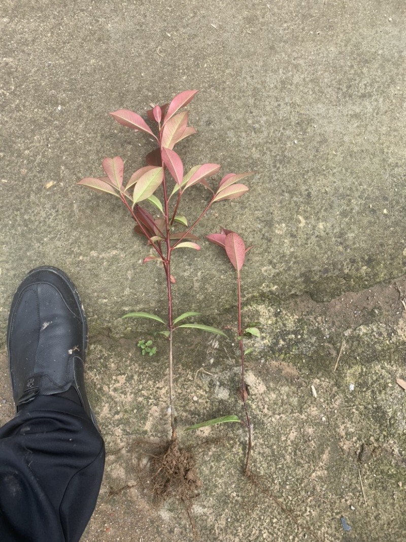 供应红叶石楠地栽秧苗