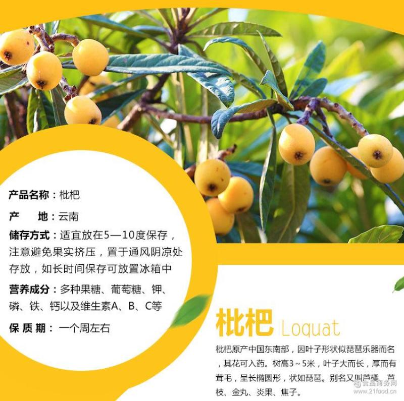 云南昭通永善大五星枇杷