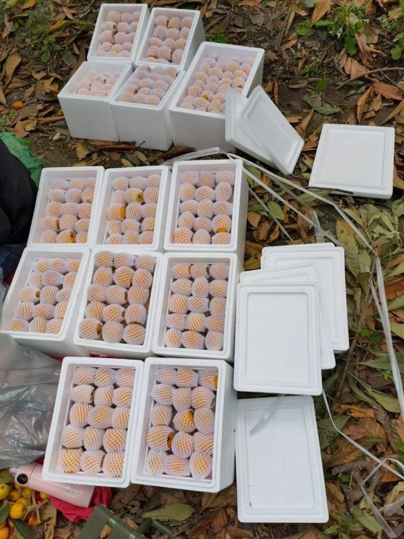 云南昭通永善大五星枇杷