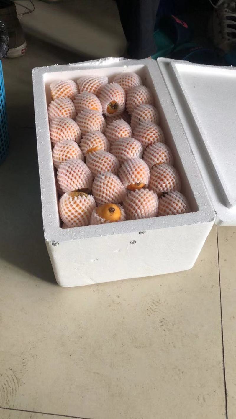 云南昭通永善大五星枇杷