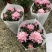 玛格丽特花木春菊带花和花苞发货精品货源基地