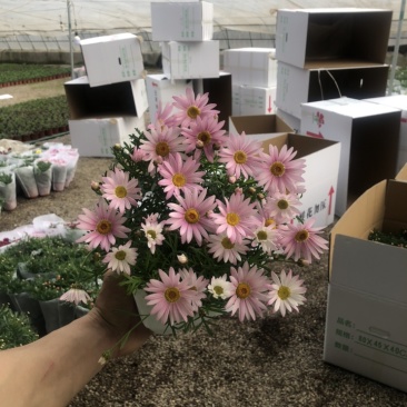 玛格丽特花木春菊带花和花苞发货精品货源基地