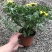 玛格丽特花木春菊带花和花苞发货精品货源基地