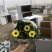 玛格丽特花木春菊带花和花苞发货精品货源基地
