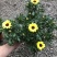 玛格丽特花木春菊带花和花苞发货精品货源基地