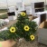 玛格丽特花木春菊带花和花苞发货精品货源基地