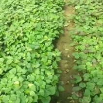 山东佳盈薯业大量销售地瓜苗