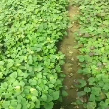 山东佳盈薯业大量销售地瓜苗