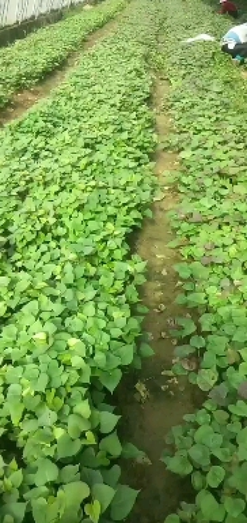 山东佳盈薯业大量销售地瓜苗