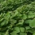 山东佳盈薯业大量销售地瓜苗