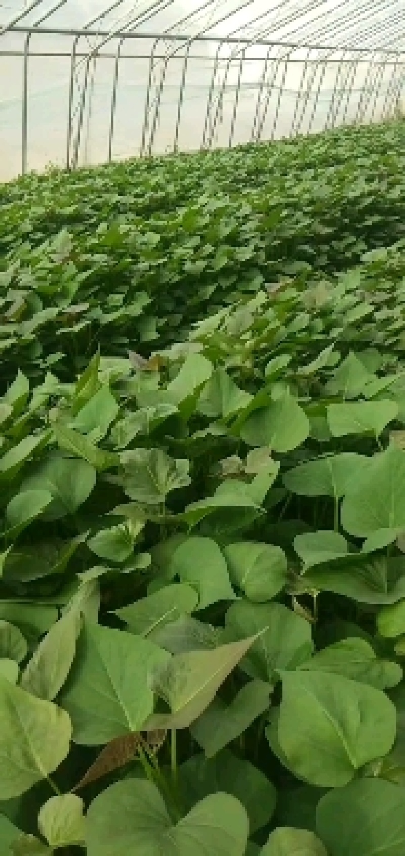 山东佳盈薯业大量销售地瓜苗