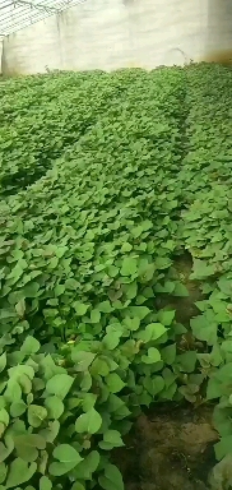 山东佳盈薯业大量销售地瓜苗