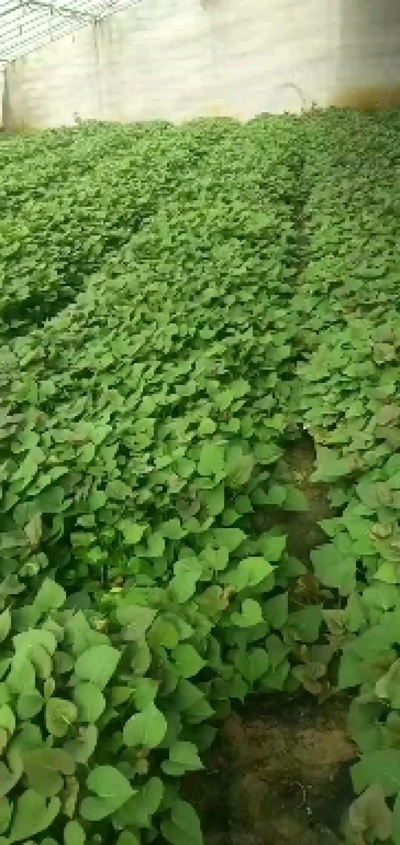 山东佳盈薯业大量销售地瓜苗