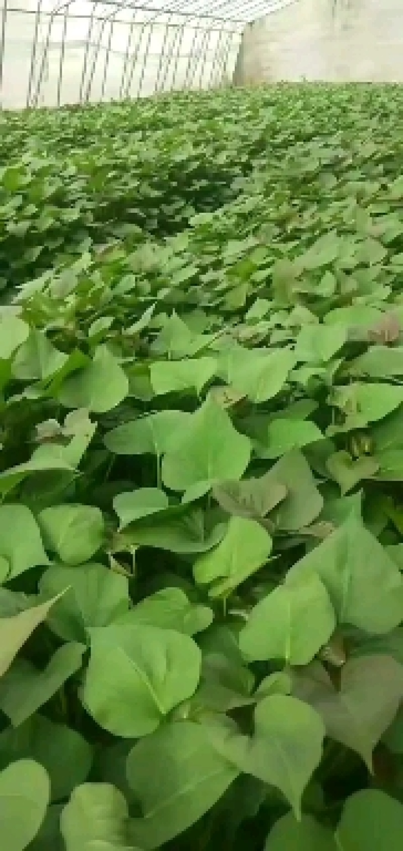 山东佳盈薯业大量销售地瓜苗