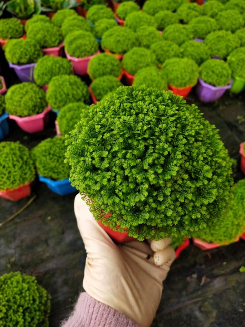 精品绿地球室内盆栽植物净化空气