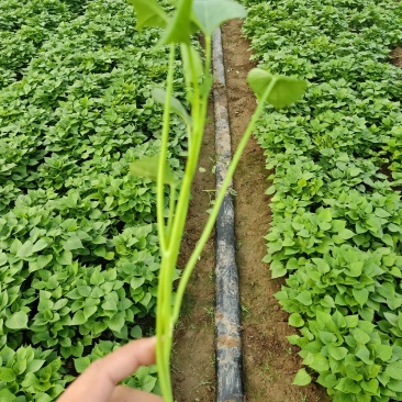 龙薯九号红薯苗龙薯苗生长周期短九十天成熟，俗称双季王