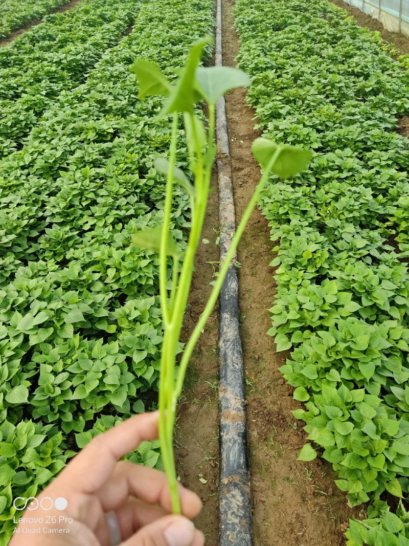 龙薯九号红薯苗龙薯苗生长周期短九十天成熟，俗称双季王