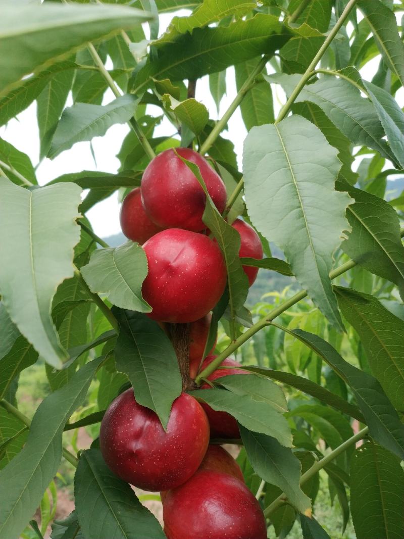 中油油桃，油桃，黄肉油桃，四川油桃，中油油桃，脆桃，