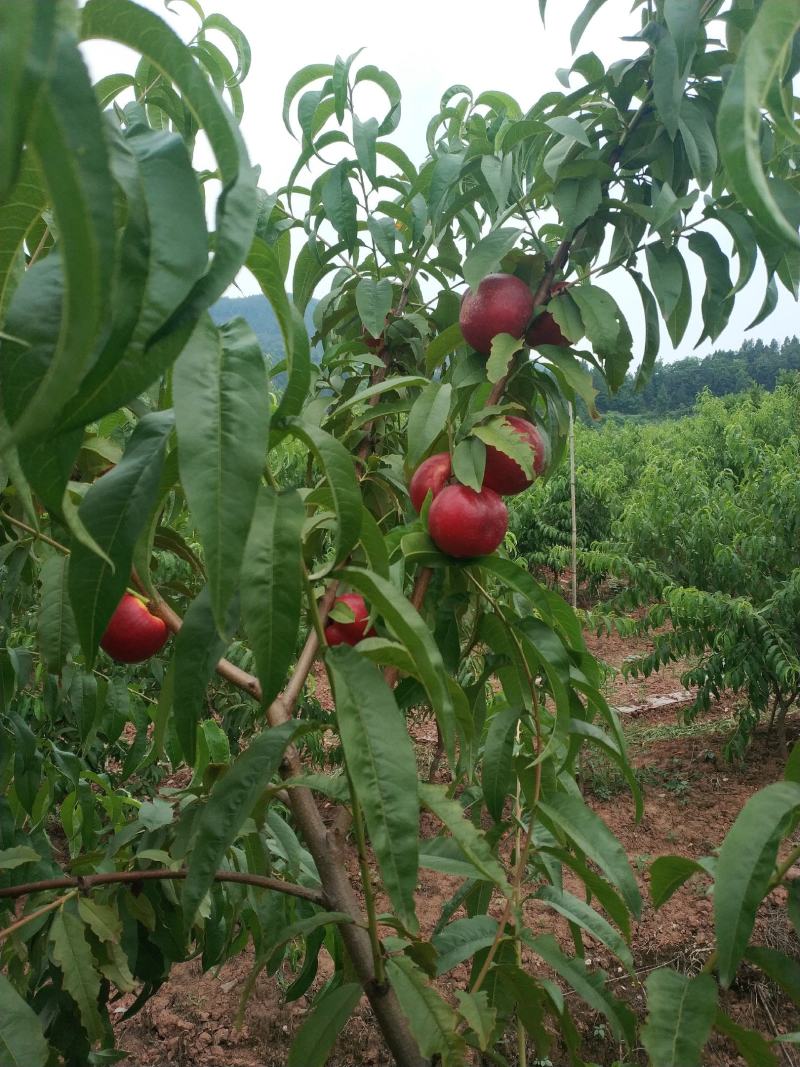 中油油桃，油桃，黄肉油桃，四川油桃，中油油桃，脆桃，