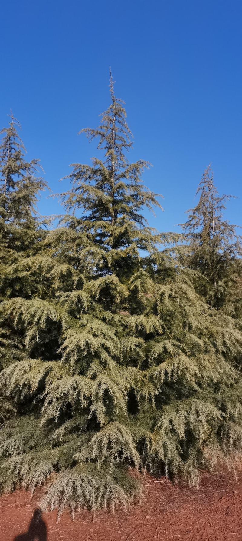 北方优质雪松基地出售2米～7米优质雪松
