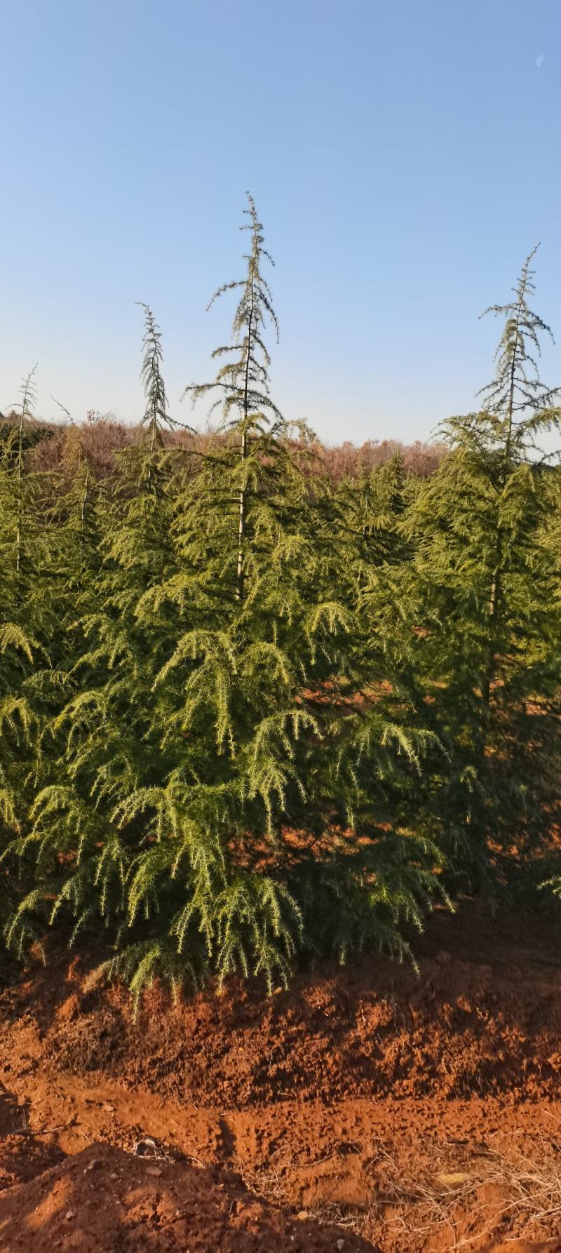 北方优质雪松基地出售2米～7米优质雪松